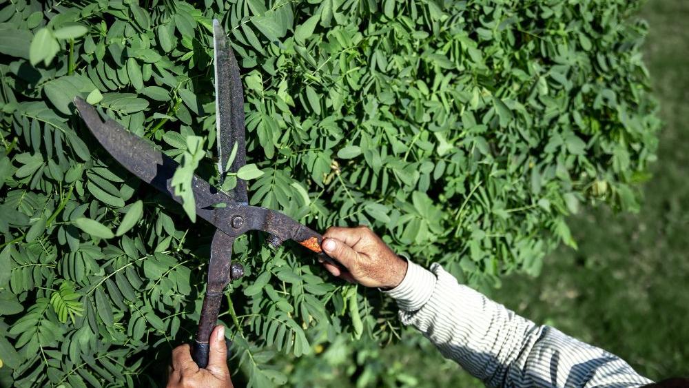 Rückschnitt Hecke Sacher